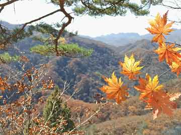 中國民航流量實(shí)時(shí)，中國民航客流量排行 