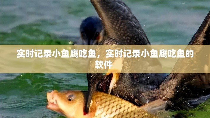 實時記錄小魚鷹吃魚，實時記錄小魚鷹吃魚的軟件 