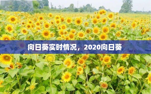 向日葵實(shí)時(shí)情況，2020向日葵 