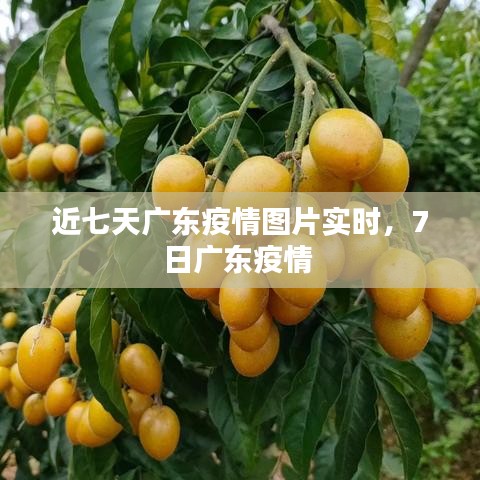 近七天廣東疫情圖片實(shí)時(shí)，7日廣東疫情 