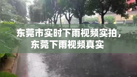 東莞市實時下雨視頻實拍，東莞下雨視頻真實 